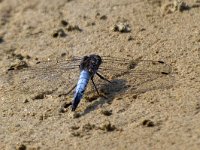 maudoc.com • Frecciazzurra puntanera - Orthetrum cancellatum •  IMG_2728.jpg : Libellula