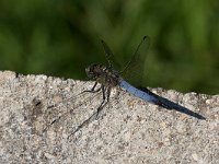 maudoc.com • Frecciazzurra puntanera - Orthetrum cancellatum •  IMG_2973.jpg : Libellula