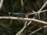 maudoc.com • Frecciazzurra puntanera - Orthetrum cancellatum •  IMG_3492.jpg : Libellula