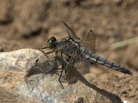 maudoc.com • Frecciazzurra puntanera - Orthetrum cancellatum •  IMG_5510.jpg   ♀ : Libellula