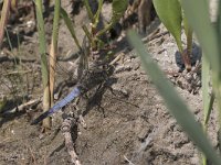 maudoc.com • Frecciazzurra puntanera - Orthetrum cancellatum •  IMG_5737.jpg : Libellula