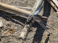 maudoc.com • Frecciazzurra puntanera - Orthetrum cancellatum •  IMG_6867.jpg : Libellula