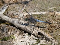 maudoc.com • Frecciazzurra puntanera - Orthetrum cancellatum •  IMG_6884.jpg : Libellula