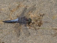 maudoc.com • Frecciazzurra puntanera - Orthetrum cancellatum •  IMG_6893.jpg : Libellula