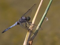 maudoc.com • Frecciazzurra puntanera - Orthetrum cancellatum •  IMG_6900.jpg : Libellula