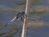 maudoc.com • Frecciazzurra puntanera - Orthetrum cancellatum •  IMG_6939.jpg : Libellula