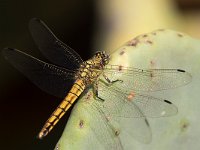 maudoc.com • Frecciazzurra puntanera - Orthetrum cancellatum •  IMG_7265.jpg : Libellula