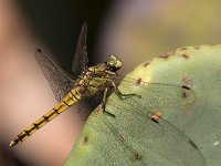 maudoc.com • Frecciazzurra puntanera - Orthetrum cancellatum •  IMG_7270.jpg : Libellula