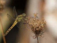 maudoc.com • Frecciazzurra puntanera - Orthetrum cancellatum •  IMG_7279.jpg : Libellula