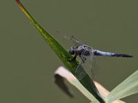 Frecciazzurra puntanera - Orthetrum cancellatum