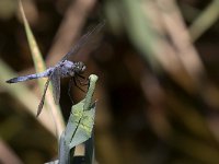 maudoc.com • Frecciazzurra puntanera - Orthetrum cancellatum •  IMG_7832.jpg : Libellula