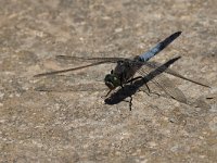 maudoc.com • Frecciazzurra puntanera - Orthetrum cancellatum •  IMG_7885.jpg : Libellula