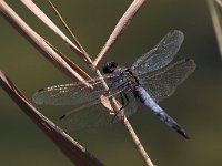 maudoc.com • Frecciazzurra puntanera - Orthetrum cancellatum •  IMG_7913.jpg : Libellula