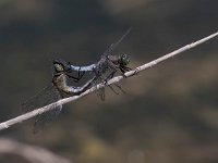 maudoc.com • Frecciazzurra puntanera - Orthetrum cancellatum •  IMG_7952.jpg : Libellula