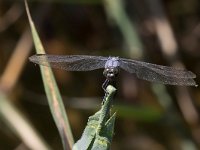 maudoc.com • Frecciazzurra puntanera - Orthetrum cancellatum •  IMG_7998.jpg : Libellula