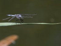 maudoc.com • Frecciazzurra puntanera - Orthetrum cancellatum •  IMG_8015.jpg : Libellula