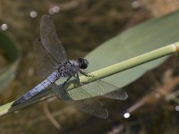 maudoc.com • Frecciazzurra puntanera - Orthetrum cancellatum •  IMG_8426.jpg : Libellula