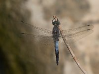 maudoc.com • Frecciazzurra puntanera - Orthetrum cancellatum •  IMG_8465.jpg : Libellula