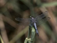 maudoc.com • Frecciazzurra puntanera - Orthetrum cancellatum •  IMG_8477.jpg : Libellula