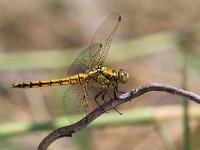 maudoc.com • Frecciazzurra puntanera - Orthetrum cancellatum •  IMG_8740.jpg   ♀ : Libellula