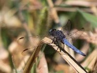 maudoc.com • Frecciazzurra minore - Orthetrum coerulescens •  IMG_0310.jpg : Libellula