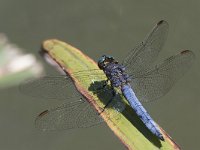 maudoc.com • Frecciazzurra minore - Orthetrum coerulescens •  IMG_0315.jpg : Libellula