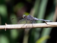 maudoc.com • Frecciazzurra minore - Orthetrum coerulescens •  IMG_2162.jpg : Libellula