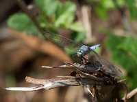 maudoc.com • Frecciazzurra minore - Orthetrum coerulescens •  IMG_2206.jpg : Libellula