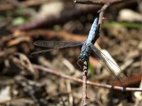 maudoc.com • Frecciazzurra minore - Orthetrum coerulescens •  IMG_2211.jpg : Libellula