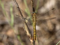 maudoc.com • Frecciazzurra minore - Orthetrum coerulescens •  IMG_7282.jpg : Libellula