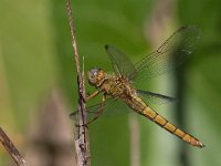 maudoc.com • Frecciazzurra minore - Orthetrum coerulescens •  IMG_7286.jpg : Libellula