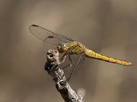 maudoc.com • Frecciazzurra minore - Orthetrum coerulescens •  IMG_7290.jpg : Libellula