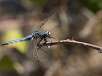 maudoc.com • Frecciazzurra minore - Orthetrum coerulescens •  IMG_7334.jpg : Libellula