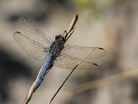 maudoc.com • Frecciazzurra minore - Orthetrum coerulescens •  IMG_7341.jpg : Libellula