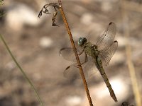 maudoc.com • Frecciazzurra minore - Orthetrum coerulescens •  IMG_7492.jpg : Libellula