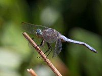 maudoc.com • Frecciazzurra minore - Orthetrum coerulescens •  IMG_7501.jpg : Libellula