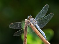 maudoc.com • Frecciazzurra minore - Orthetrum coerulescens •  IMG_7508.jpg : Libellula