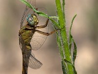 maudoc.com • Frecciazzurra minore - Orthetrum coerulescens •  IMG_7517.jpg : Libellula