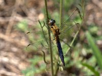 maudoc.com • Frecciazzurra minore - Orthetrum coerulescens •  IMG_7538.jpg : Libellula