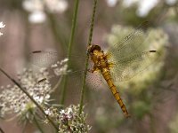 maudoc.com • Frecciazzurra minore - Orthetrum coerulescens •  IMG_7539.jpg : Libellula