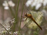 maudoc.com • Frecciazzurra minore - Orthetrum coerulescens •  IMG_7541.jpg : Libellula