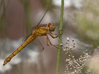 maudoc.com • Frecciazzurra minore - Orthetrum coerulescens •  IMG_7547.jpg : Libellula