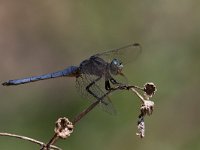 maudoc.com • Frecciazzurra minore - Orthetrum coerulescens •  IMG_7553.jpg : Libellula