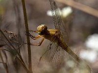 maudoc.com • Frecciazzurra minore - Orthetrum coerulescens •  IMG_7556.jpg : Libellula