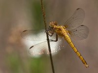 maudoc.com • Frecciazzurra minore - Orthetrum coerulescens •  IMG_7562.jpg : Libellula