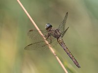 maudoc.com • Frecciazzurra minore - Orthetrum coerulescens •  IMG_7832.jpg : Libellula