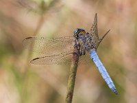 Frecciazzurra minore - Orthetrum coerulescens