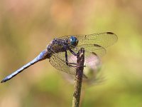 maudoc.com • Frecciazzurra minore - Orthetrum coerulescens •  IMG_7850.jpg : Libellula