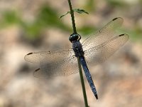 maudoc.com • Frecciazzurra minore - Orthetrum coerulescens •  IMG_8490.jpg : Libellula