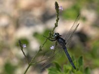 maudoc.com • Frecciazzurra minore - Orthetrum coerulescens •  IMG_8496.jpg : Libellula